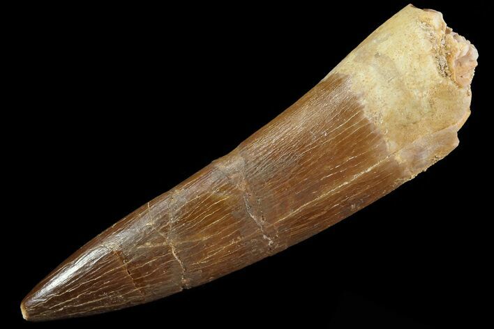Fossil Plesiosaur (Zarafasaura) Tooth - Morocco #81577